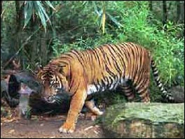 Wildlife Of Assam