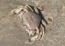 Crab in Beach  of  Goa