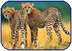 Corbett National Park