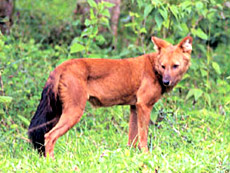 Bhadra Wildlife Sanctuary