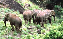 Elephant In Kerala