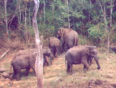 Elephants In Thekkadi