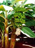 Banana Production