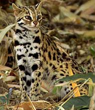 Leopardcat