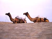 Rajasthan  Desert