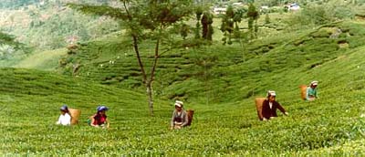 Tea Garden In Darjeeling