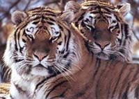 Siberian Tigers