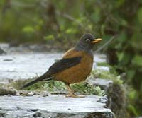 Birds In Jalpaiguri 