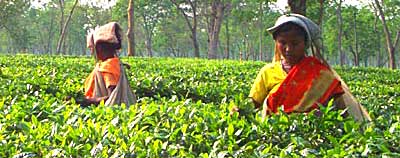 Women Plucking Tea Leaves 