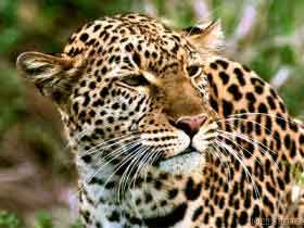 Leopard