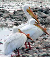 Bharatpur National Park