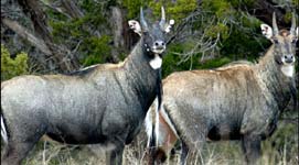 Corbett National Park 