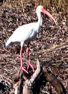 Coastal Bird  In  Goa