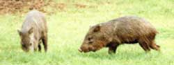 Wild Boars