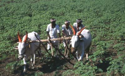 Haryana - Land of Greenery