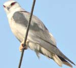 Hariyana Birds