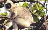 Langur