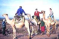 Camel Safari