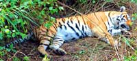 Gir Forest National Park in Gujarat