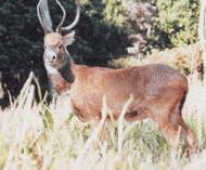 Manipur Zoological Garden