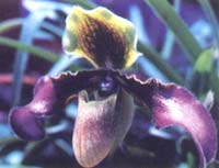 Ladies  Slipper  Orchid 