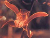 Cymbidium  Tigrinum  Orchid