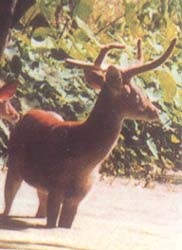 Sangai  (Deer)