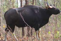 Gaur 