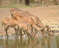 Sambhar  In  Koeladeo  Ghana  National  Park