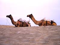 Rajasthan  Desert