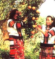 Picking Oranges,Jampui Hills