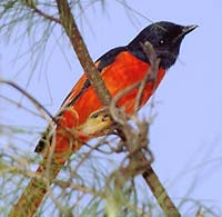 Colourful Bird in Lava