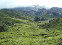 Kalimpong Hills