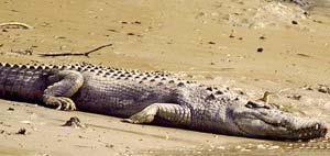 Crocodile