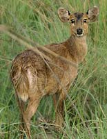 Barking Deer